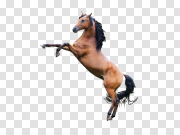 Horse PNG Image 马PNG图像 PNG图片