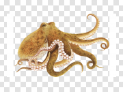 Octopus Free PNG Image 八达通免费PNG图片 PNG图片