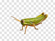 Grasshopper Download PNG Image 蚱蜢下载PNG图片 PNG图片