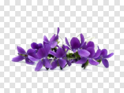 Violet Floral Border Download Transparent PNG Image 紫罗兰花边下载透明PNG图片 PNG图片