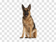 German Shepherd PNG Download Image 德国牧羊犬PNG下载图片 PNG图片