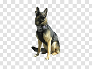 Police German Shepherd Dog PNG Transparent Image 警用德国牧羊犬PNG透明图片 PNG图片