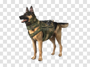 Police German Shepherd Dog PNG Image Transparent Background 警用德国牧羊犬PNG图像透明背景 PNG图片