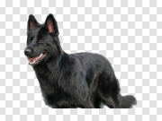 Black German Shepherd Transparent Background PNG 黑色德国牧羊犬透明背景PNG PNG图片