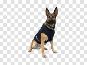 Police German Shepherd Dog PNG Image 警用德国牧羊犬PNG图片 PNG图片