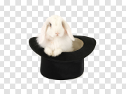 Rabbit Hat PNG Picture 兔帽PNG图片 PNG图片