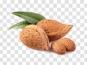 Fresh Almond Free PNG Image 新鲜杏仁免费PNG图片 PNG图片