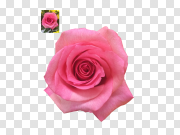 Pink Rose Transparent Background PNG 粉红玫瑰透明背景PNG PNG图片