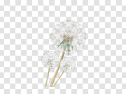 Dandelion Download PNG Image 蒲公英下载PNG图片 PNG图片