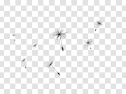 Dandelion Transparent Background PNG 蒲公英透明背景PNG PNG图片