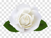 Aesthetic White Rose PNG Download Image 美感白玫瑰PNG下载图片 PNG图片