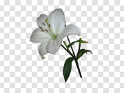 Lily Download PNG Image 下载PNG图片 PNG图片