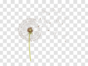 Taraxacum PNG High-Quality Image 蒲公英PNG高质量图像 PNG图片