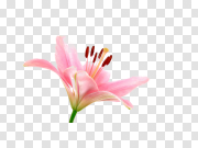 Pink Lily PNG Transparent Image 粉红百合PNG透明图像 PNG图片