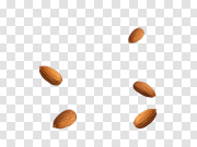 Almond PNG Photo 杏仁PNG照片 PNG图片