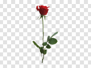 Rose PNG Image Transparent Background 玫瑰色PNG图像透明背景 PNG图片