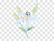 Easter White Lilies PNG Free Download 复活节白百合PNG免费下载 PNG图片