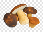 Mushroom Transparent Background PNG 蘑菇透明背景PNG PNG图片