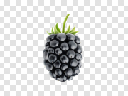黑莓果