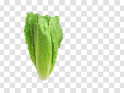 Romaine Lettuce PNG Pic 生菜图片 PNG图片