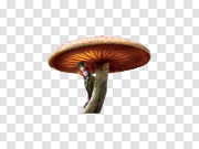 Toadstool PNG Image 毒蕈PNG图像 PNG图片