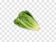 Romaine Lettuce PNG Download Image 莴苣PNG下载图片 PNG图片