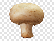 Mushroom PNG Free Download 蘑菇PNG免费下载 PNG图片