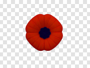 Remembrance Day Poppy PNG Photo 纪念日罂粟PNG照片 PNG图片