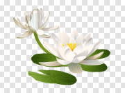 Lily PNG Image Lily PNG图像 PNG图片