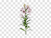 Easter Lilies PNG Transparent Image 复活节百合PNG透明图片 PNG图片