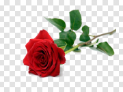 Valentine Day Flower PNG Photo 情人节花PNG照片 PNG图片