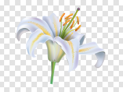 Easter White Lilies PNG Photo 复活节白百合PNG图片 PNG图片