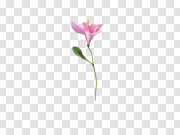 Pink Lily PNG Image 粉红百合PNG图片 PNG图片