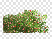 Garden Free PNG Image 花园免费PNG图片 PNG图片