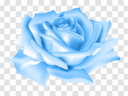 Blue Rose Download Transparent PNG Image 蓝玫瑰下载透明PNG图片 PNG图片