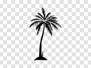 Palm PNG Download Image Palm PNG下载图片 PNG图片