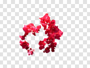 Red Flowers PNG Photo 红花PNG照片 PNG图片