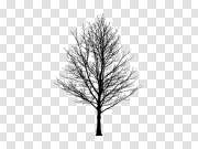 Black Tree PNG Image Background 黑树PNG图像背景 PNG图片