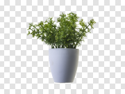 Flower Pot PNG Image Transparent 花盆PNG图像透明 PNG图片