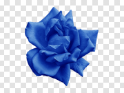 Blue Rose PNG Download Image 蓝玫瑰PNG下载图片 PNG图片