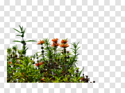 Garden PNG Image with Transparent Background 带透明背景的花园PNG图像 PNG图片