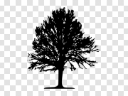 Black Tree PNG Transparent Image 黑树PNG透明图像 PNG图片