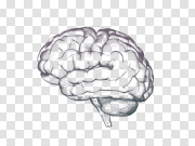 Brain Free PNG Image 无脑PNG图像 PNG图片