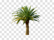 Palm PNG Picture 掌纹PNG图片 PNG图片