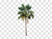 Palm Download Transparent PNG Image Palm下载透明PNG图像 PNG图片