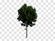 Realistic Tree PNG Pic 写实树PNG图 PNG图片