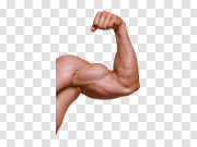 Muscle Arm Transparent Images 手臂肌肉透明图像 PNG图片