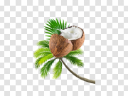 Coconut Tree Transparent Image 椰子树透明图像 PNG图片