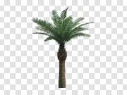 Palm PNG Image with Transparent Background 具有透明背景的手掌PNG图像 PNG图片