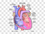 Human Heart PNG High-Quality Image 人体心脏PNG高质量图像 PNG图片